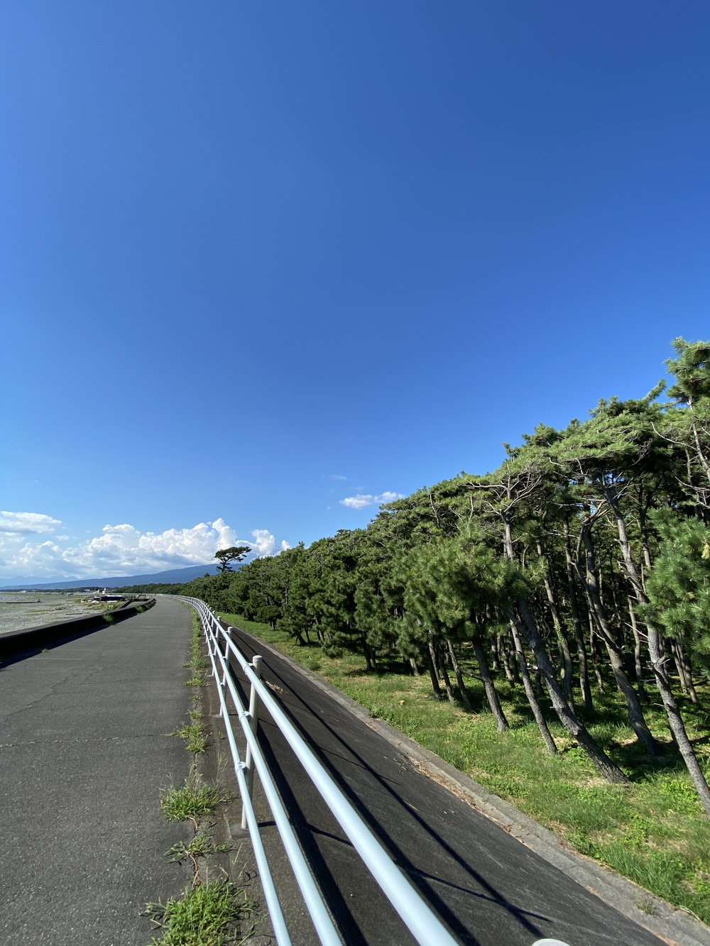 沼津の千本松はロードとトレイル二刀流コース❗️の写真4