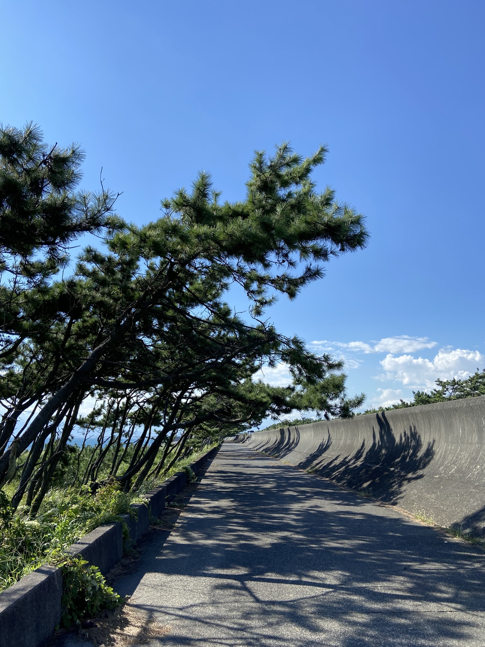 沼津の千本松はロードとトレイル二刀流コース❗️の写真7