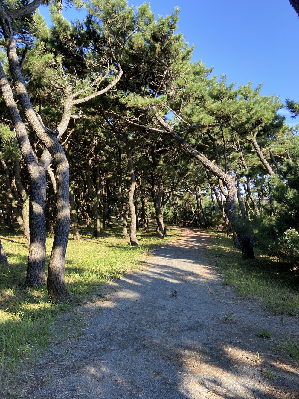 沼津の千本松はロードとトレイル二刀流コース❗️の写真12