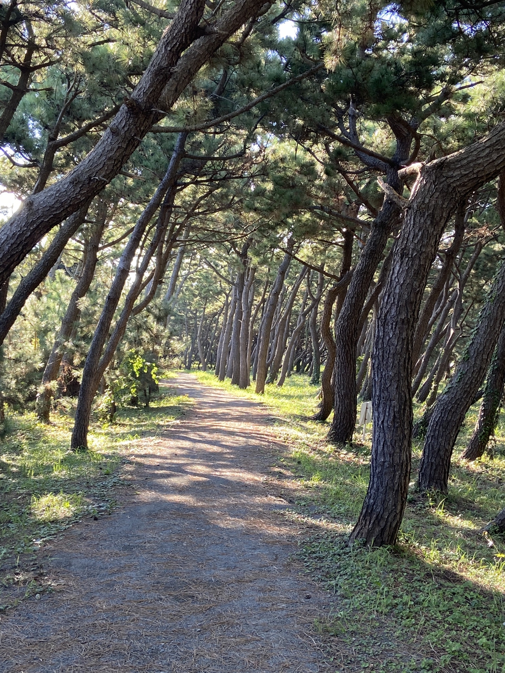 沼津の千本松はロードとトレイル二刀流コース❗️の写真13