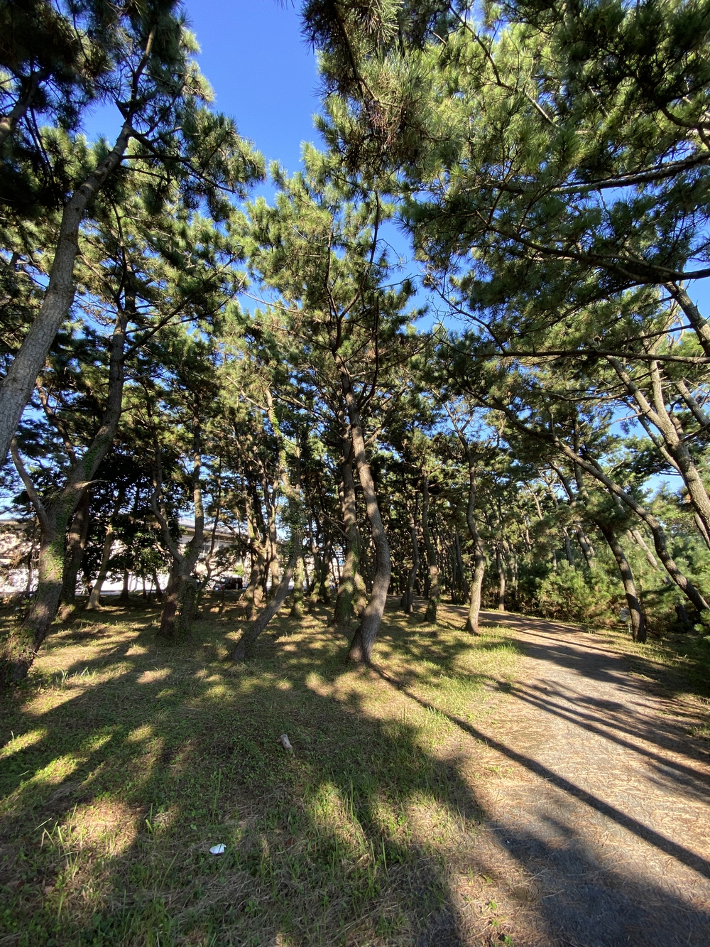 沼津の千本松はロードとトレイル二刀流コース❗️の写真14