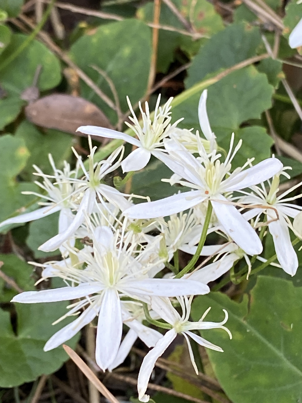 沼津の千本松はロードとトレイル二刀流コース❗️の写真17