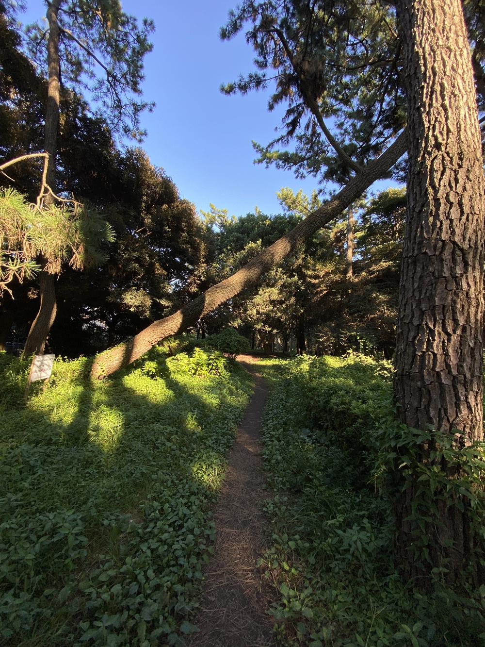 沼津の千本松はロードとトレイル二刀流コース❗️の写真18