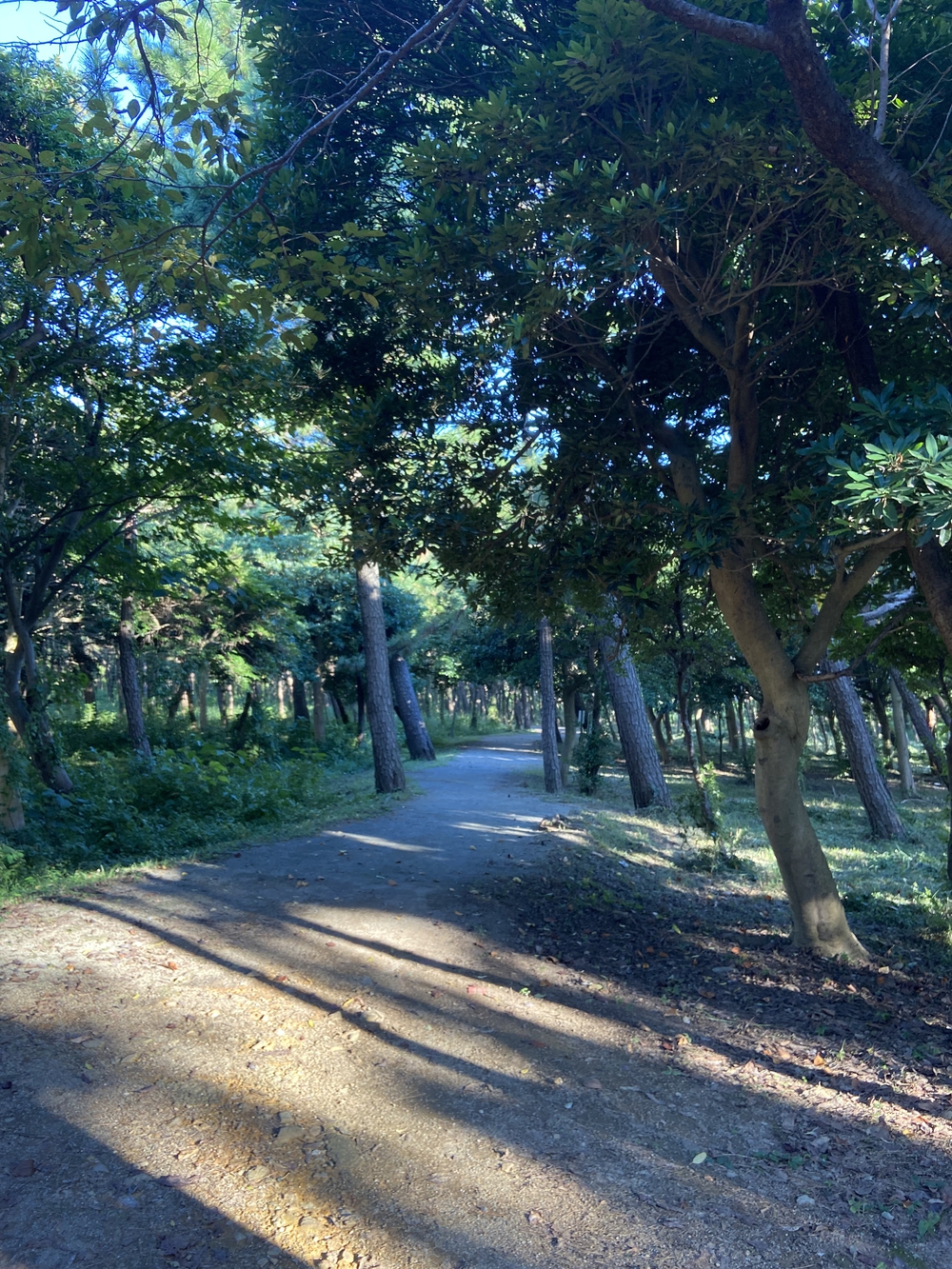 沼津の千本松はロードとトレイル二刀流コース❗️の写真19