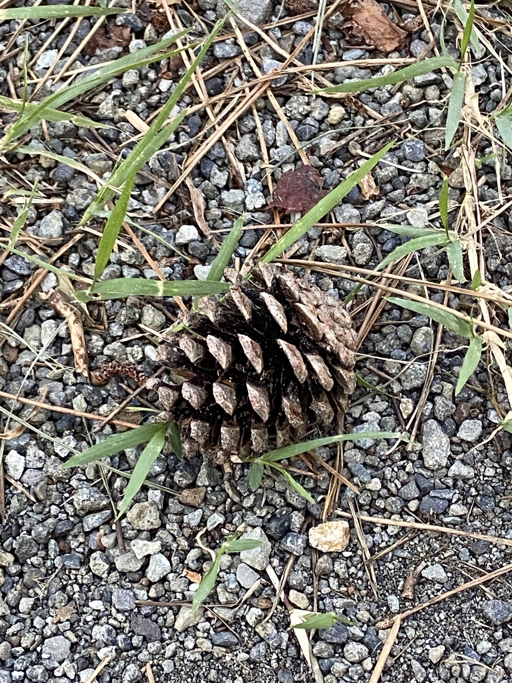 沼津の千本松はロードとトレイル二刀流コース❗️の写真20