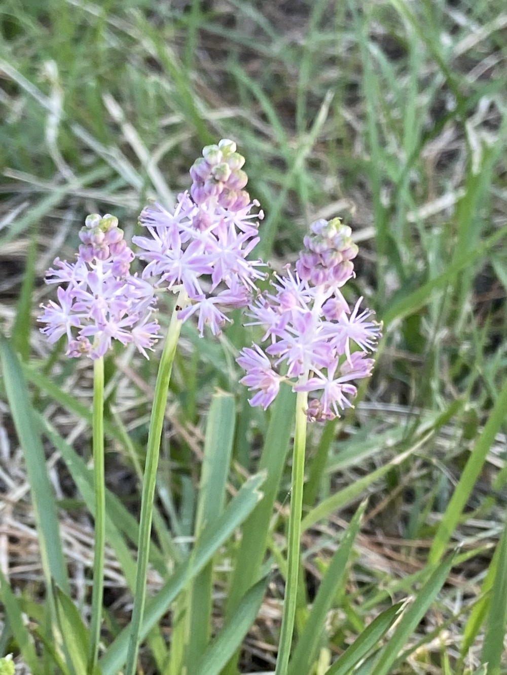 沼津の千本松はロードとトレイル二刀流コース❗️の写真21