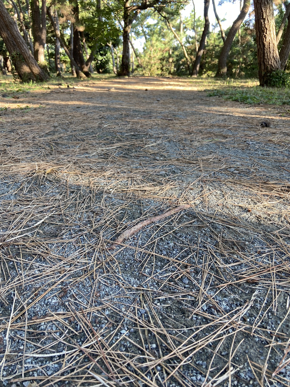 沼津の千本松はロードとトレイル二刀流コース❗️の写真22