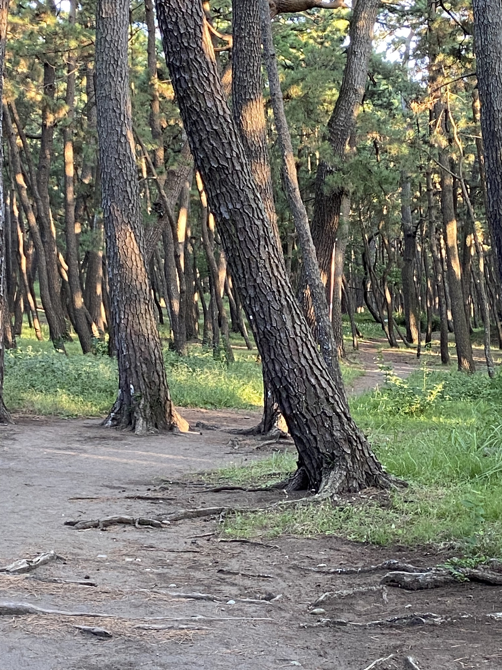 沼津の千本松はロードとトレイル二刀流コース❗️の写真23