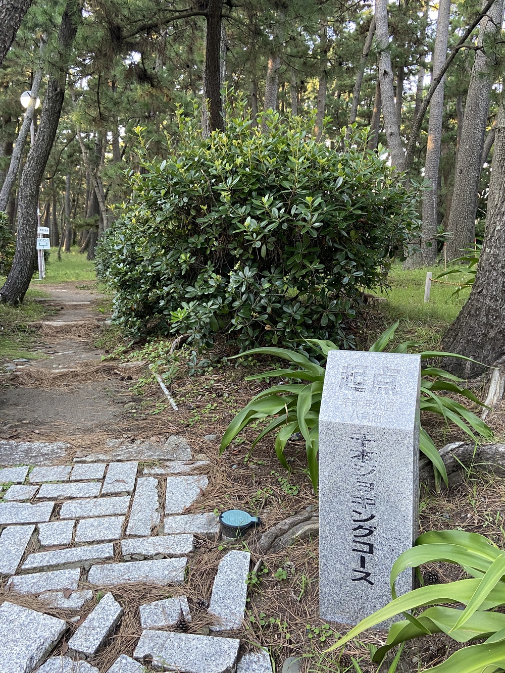 沼津の千本松はロードとトレイル二刀流コース❗️の写真24