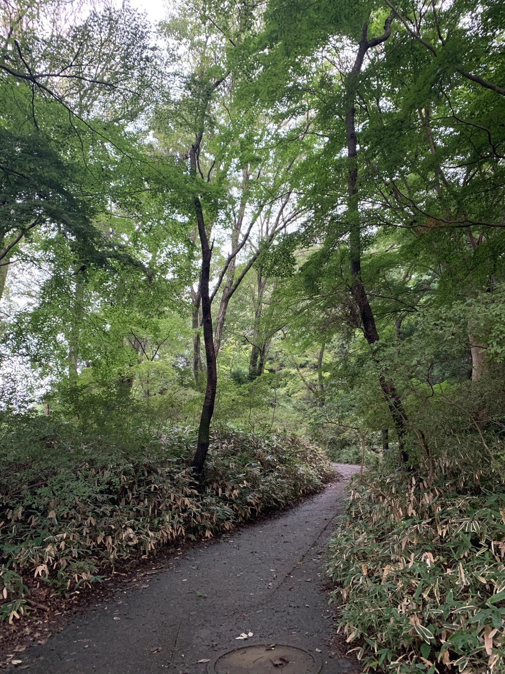 【トレイル】飯能 天覧山〜多峯主山周回の写真5