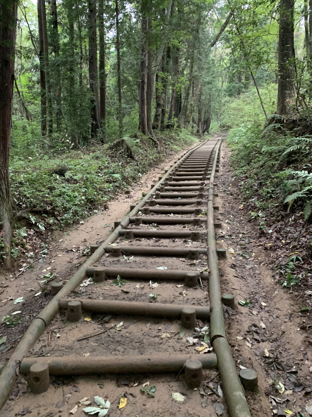 【トレイル】飯能 天覧山〜多峯主山周回の写真10