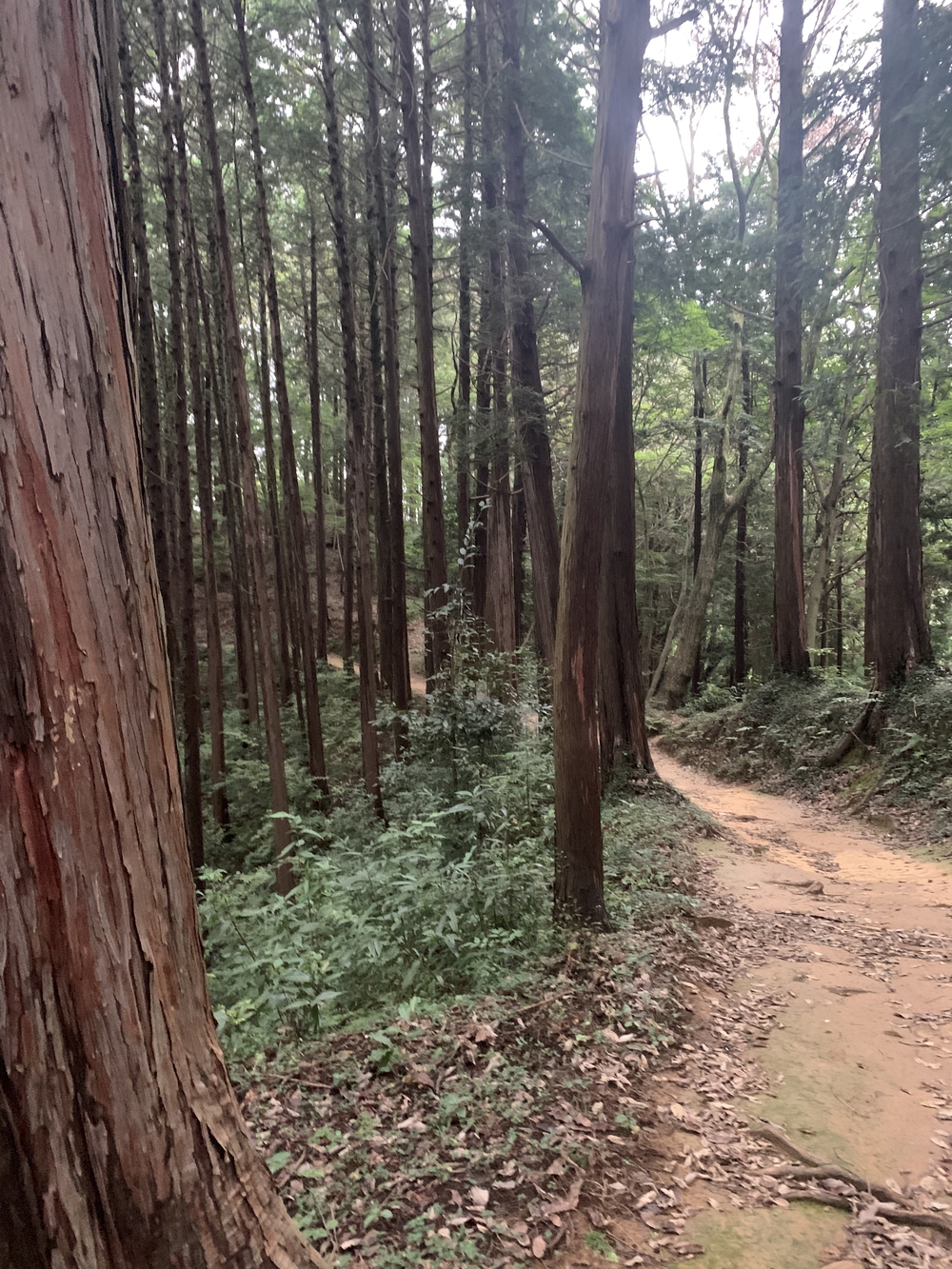 【トレイル】飯能 天覧山〜多峯主山周回の写真11