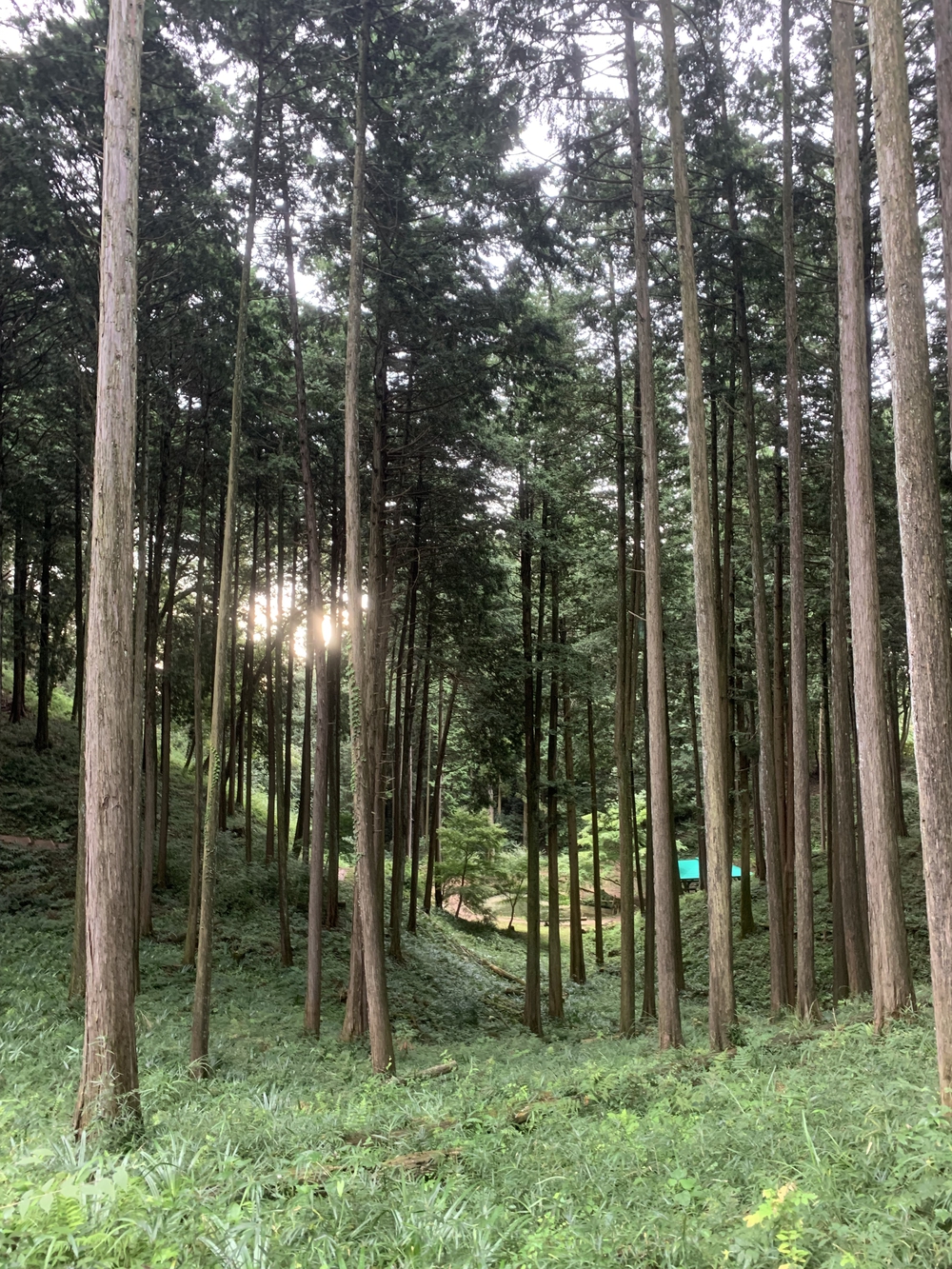 【トレイル】飯能 天覧山〜多峯主山周回の写真15