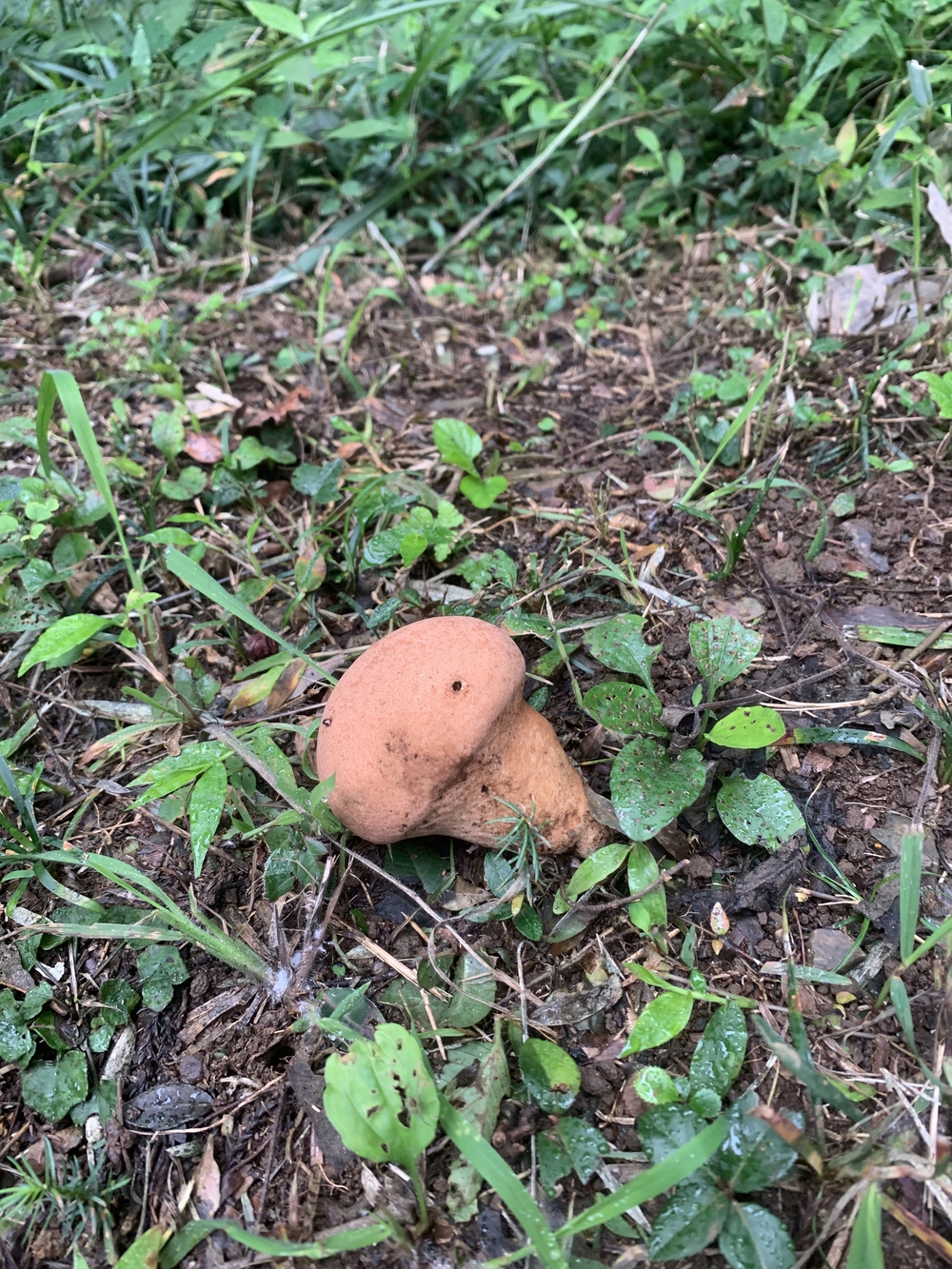 【トレイル】飯能 天覧山〜多峯主山周回の写真16