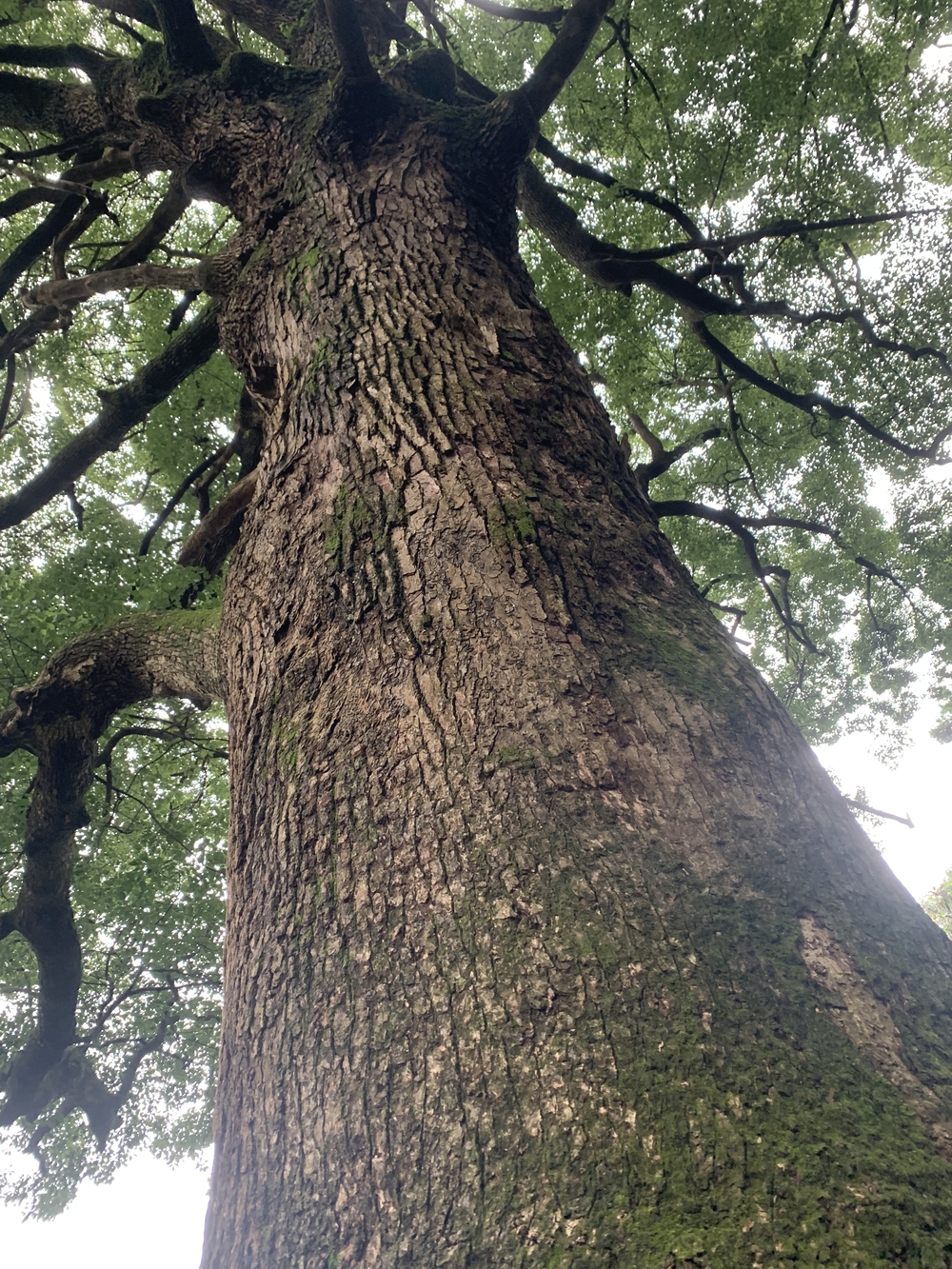 【トレイル】飯能 天覧山〜多峯主山周回の写真20