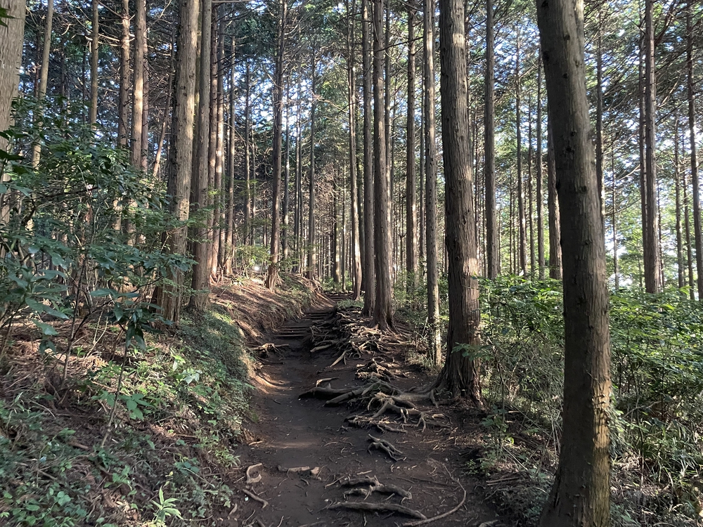 高尾山14Kmコース トレラン初心者でも楽しい！の写真4