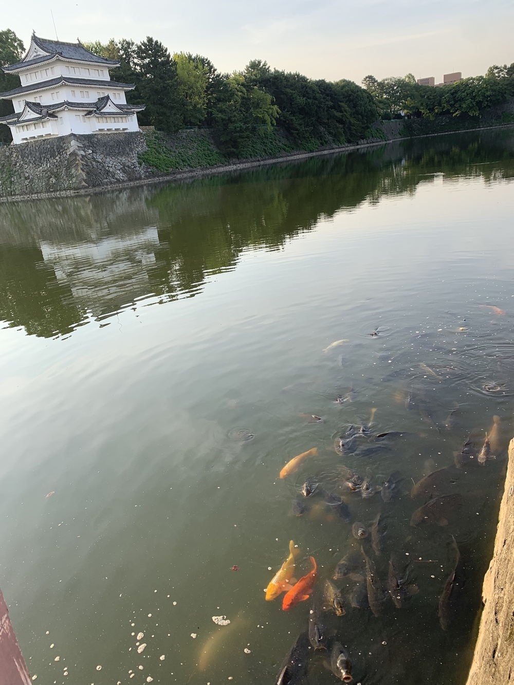 名古屋城〜名城公園周回の写真17