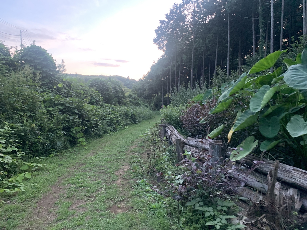 穴場！相原中央公園の散策路から自由気ままに🏃‍♂️の写真6