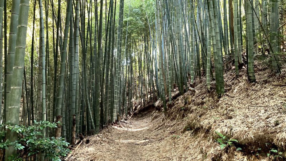 【矢田丘陵】縦走して法隆寺への写真17