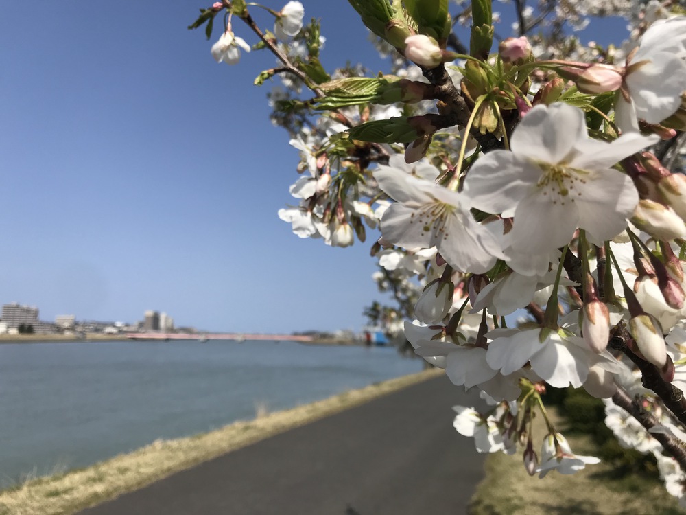 萬代橋を起点にハーフマラソンの写真6