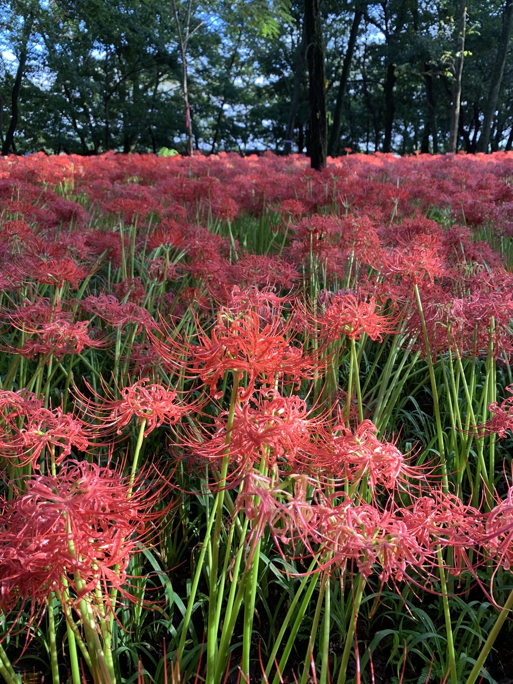 【トレイル】日高 巾着田曼珠沙華1wayの写真3