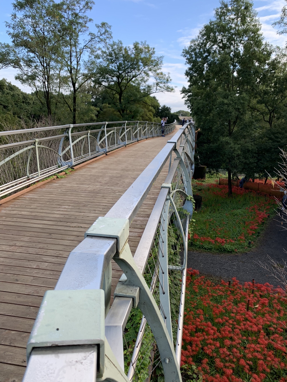 【トレイル】日高 巾着田曼珠沙華1wayの写真5