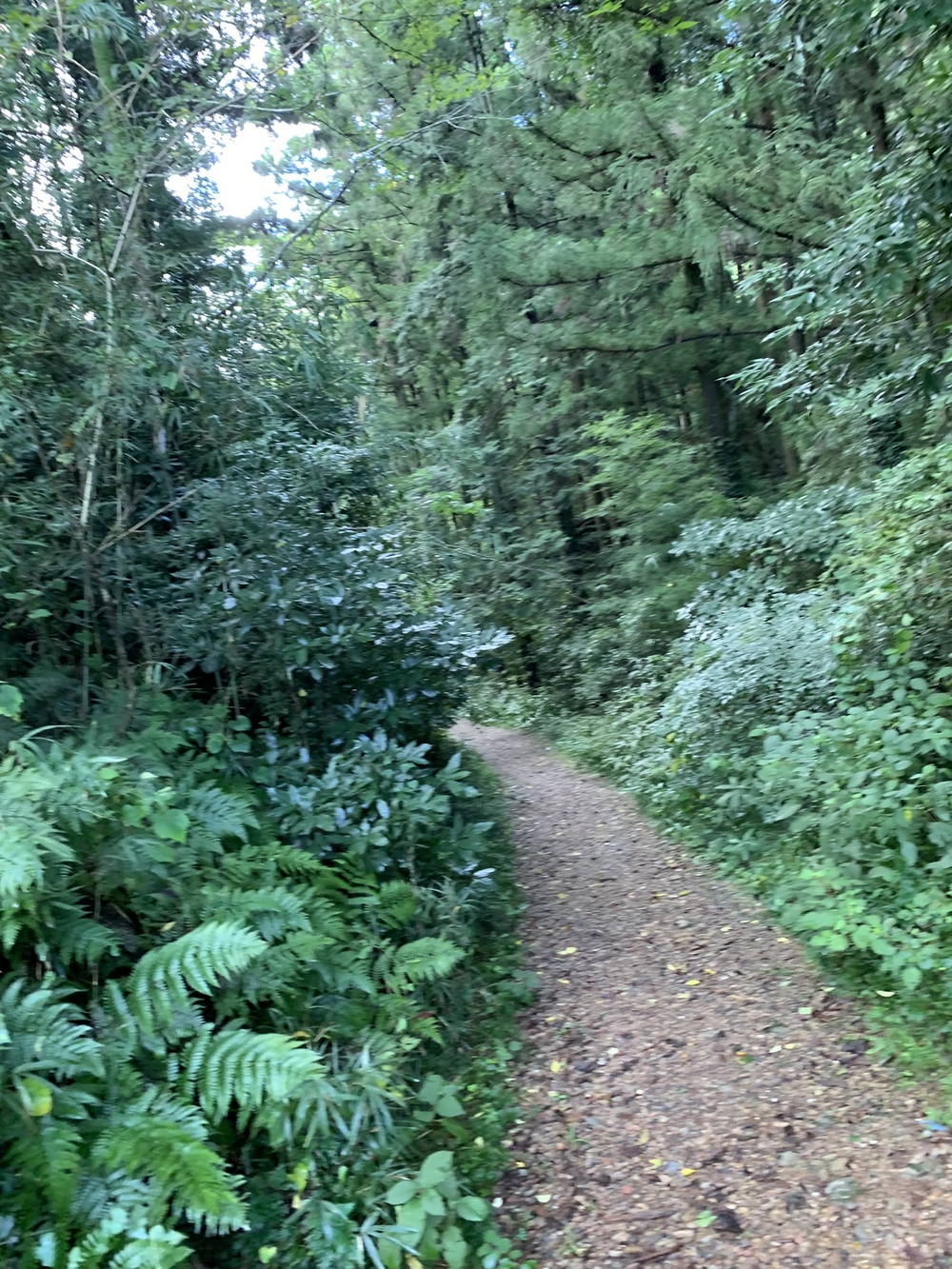 【トレイル】日高 巾着田曼珠沙華1wayの写真6