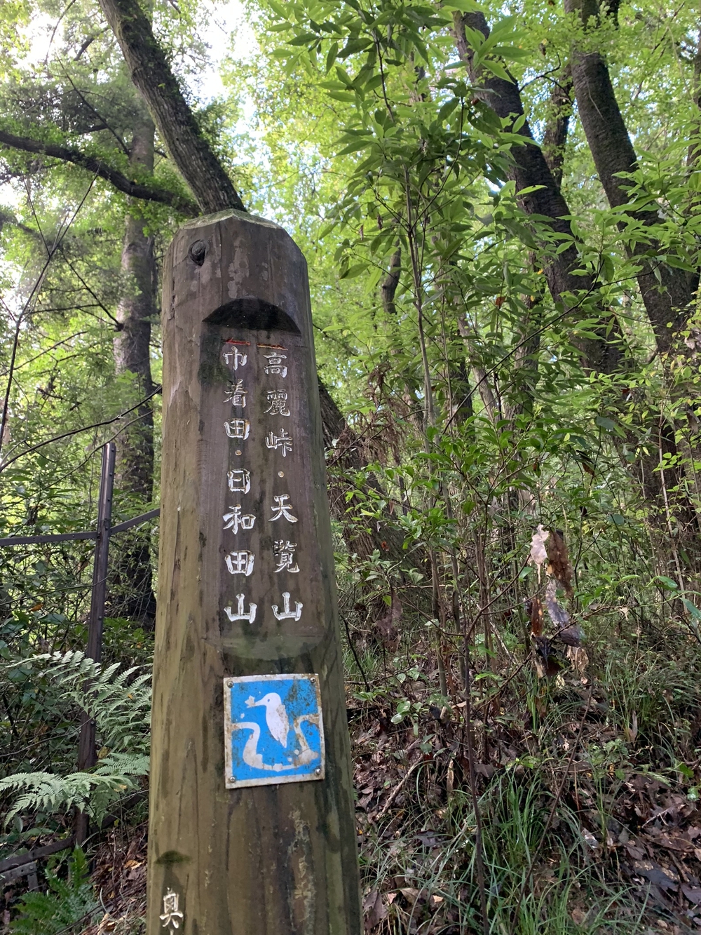 【トレイル】日高 巾着田曼珠沙華1wayの写真7