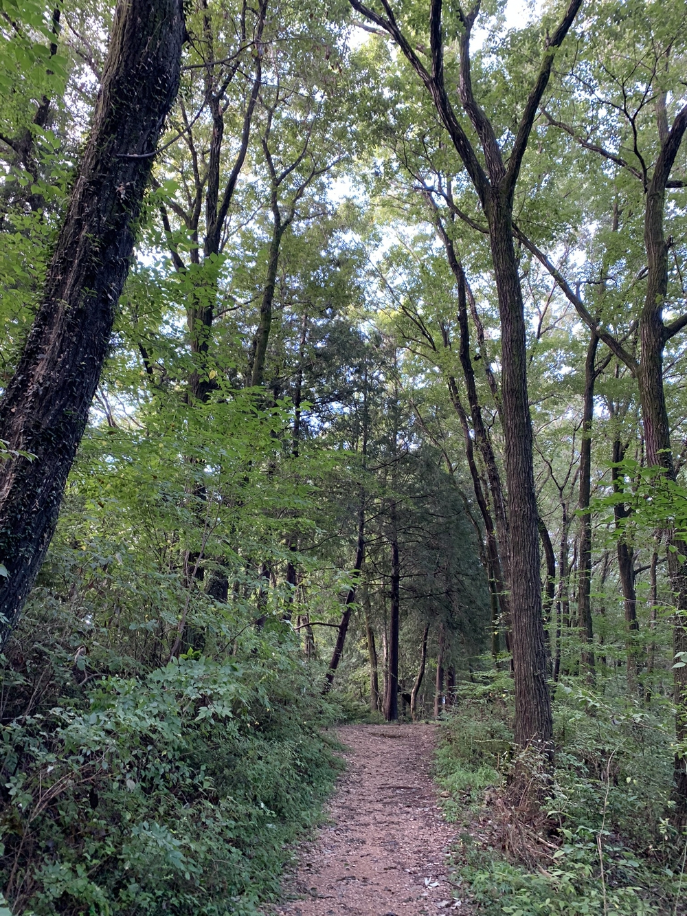 【トレイル】日高 巾着田曼珠沙華1wayの写真8