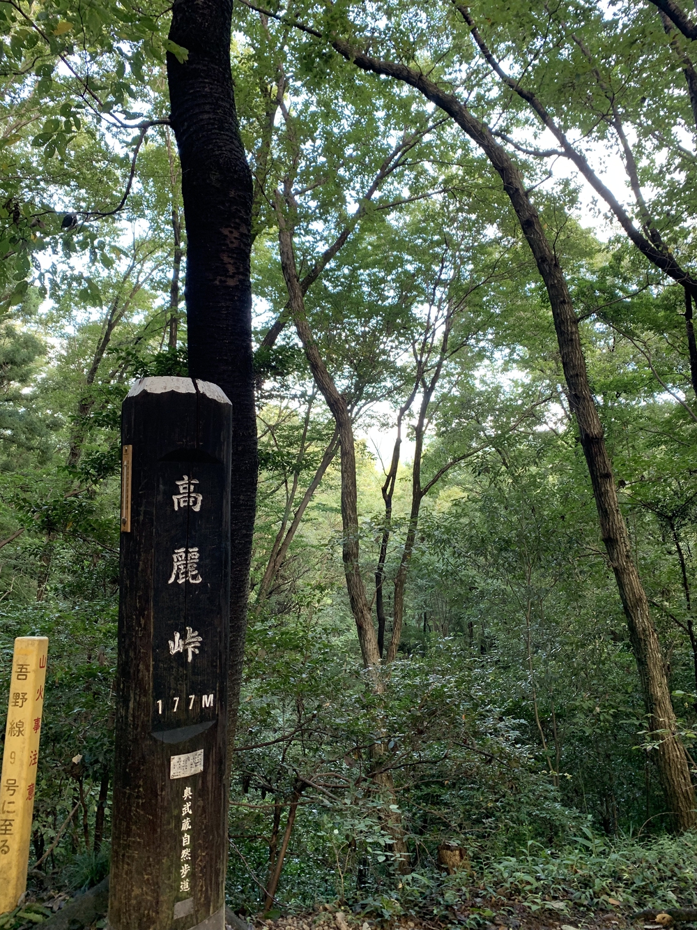 【トレイル】日高 巾着田曼珠沙華1wayの写真9