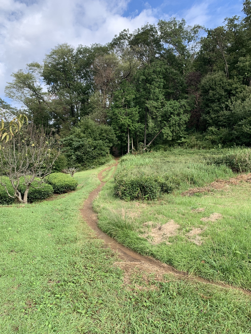 【トレイル】日高 巾着田曼珠沙華1wayの写真11