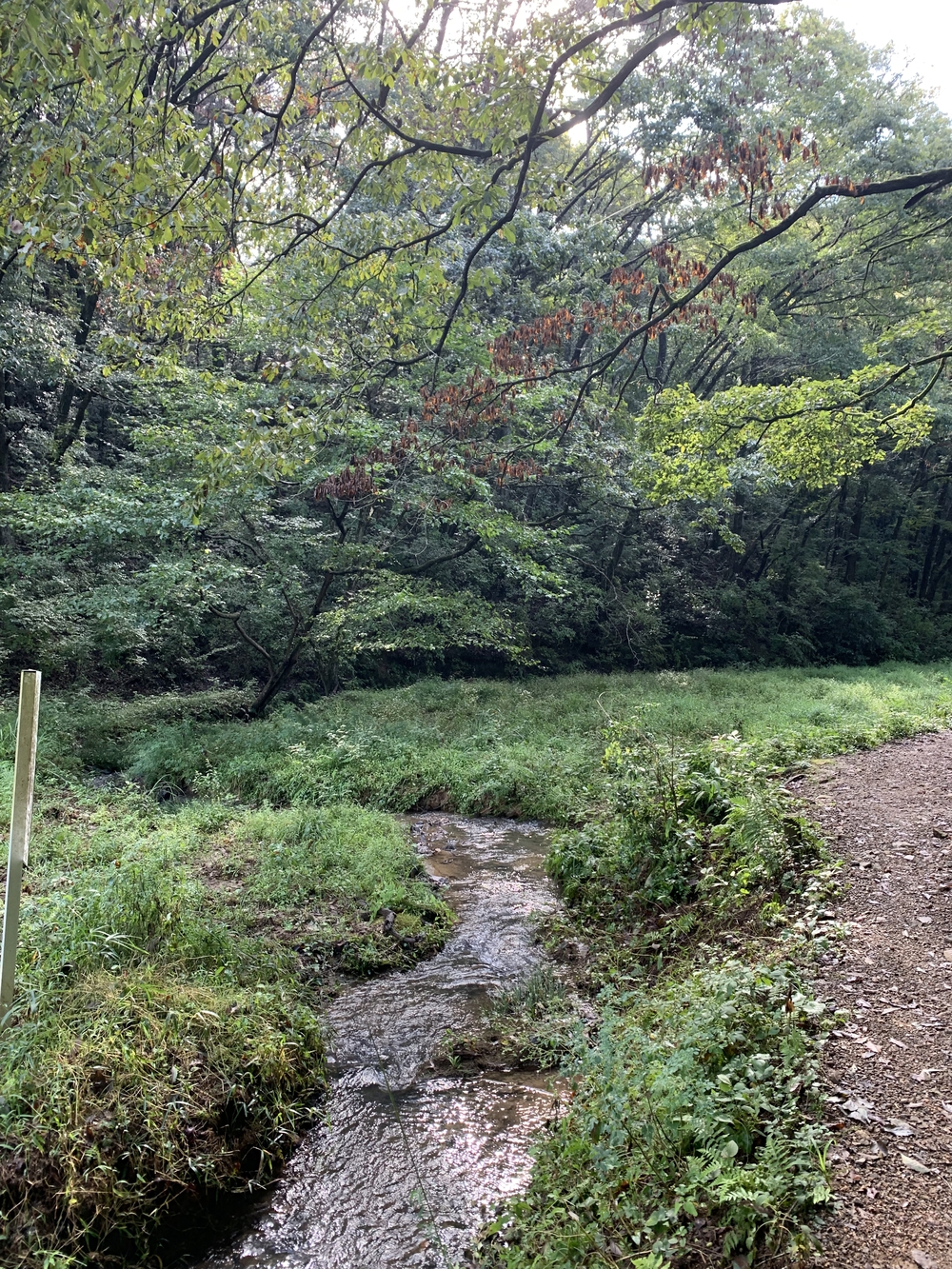 【トレイル】日高 巾着田曼珠沙華1wayの写真14