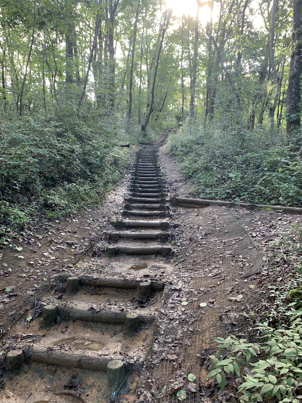 【トレイル】日高 巾着田曼珠沙華1wayの写真15