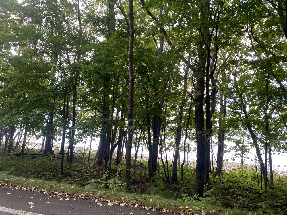 オホーツク網走マラソンのコース（　　最高に素敵なコースです）の写真46