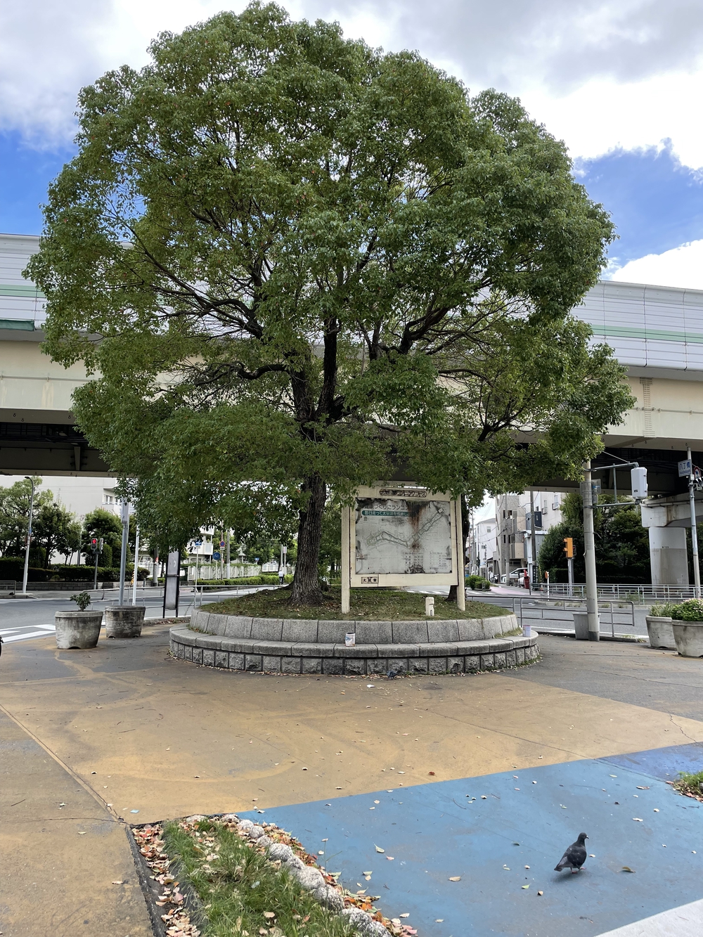 大野川緑陰道路コースの写真7