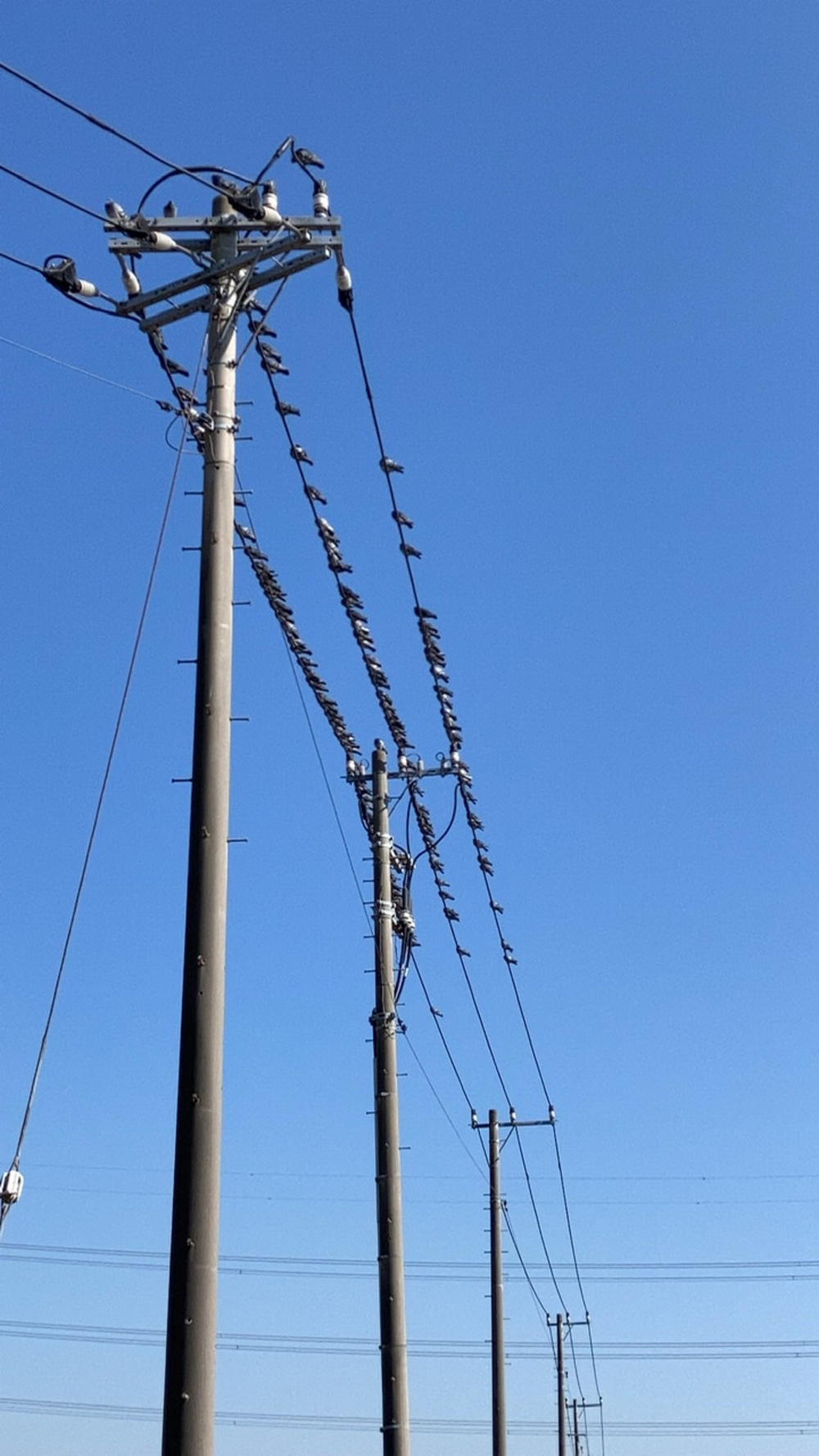 袖ヶ浦駅から神納、野里、広々水田とコスモスの写真3