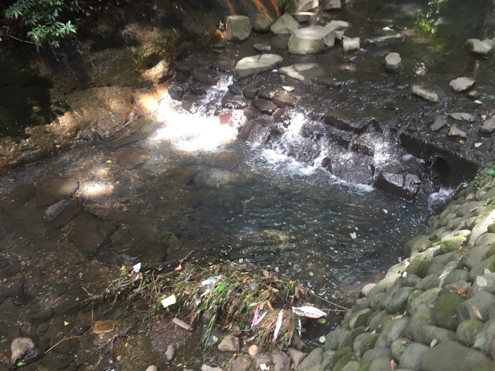 【東京・世田谷】都内唯一の等々力渓谷と多摩川沿いNORTH FACE CAFEを巡るRuntrip！の写真4