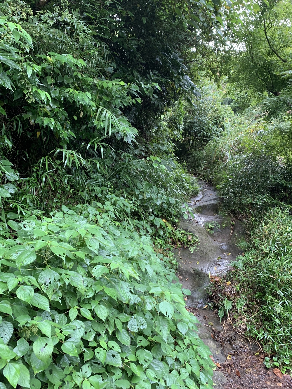 【トレイル】鎌倉トレイルマップ周回の写真5