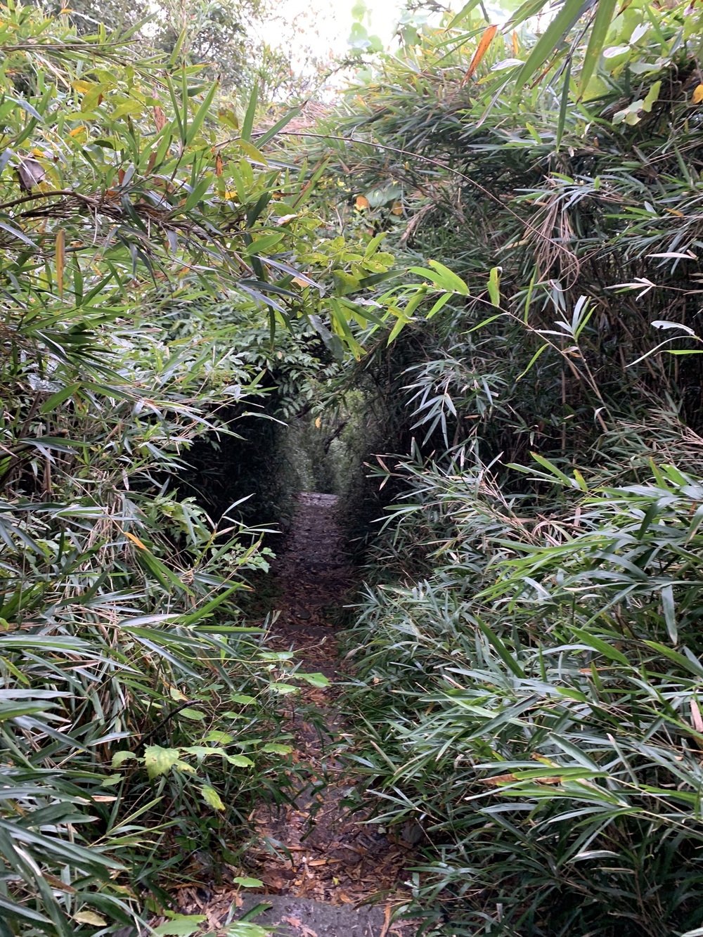 【トレイル】鎌倉トレイルマップ周回の写真6