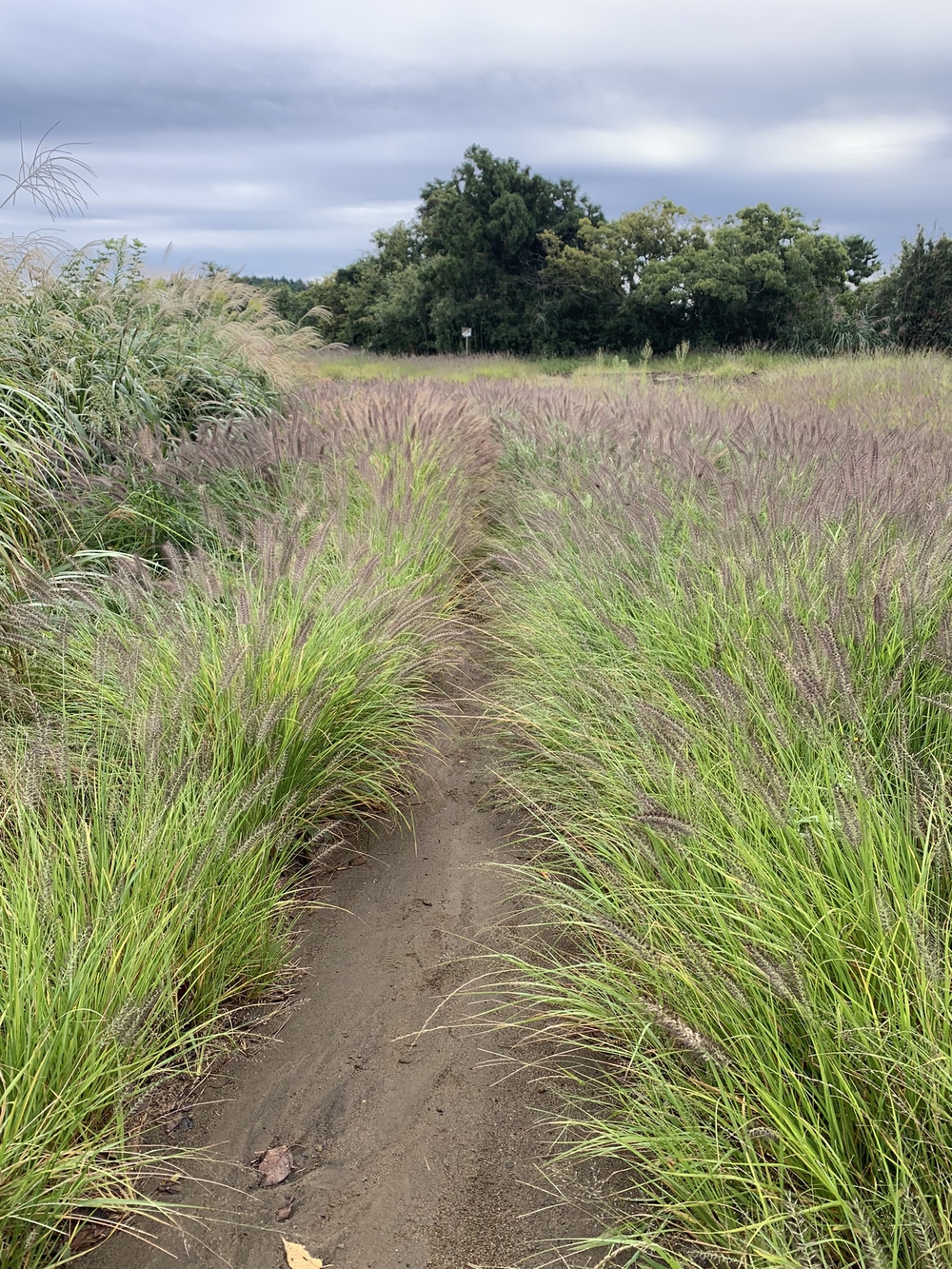 【トレイル】鎌倉トレイルマップ周回の写真10