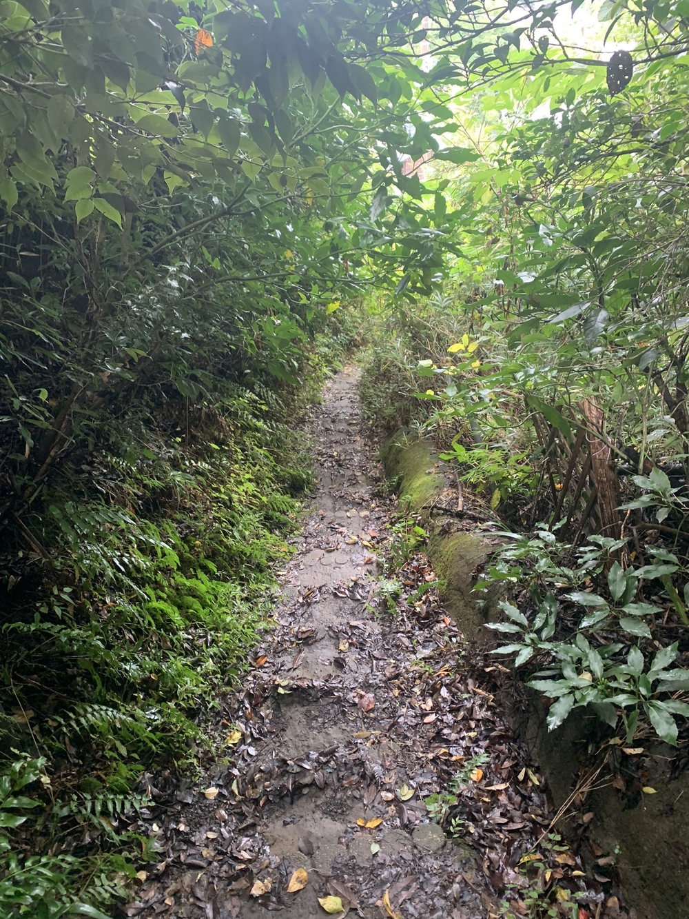 【トレイル】鎌倉トレイルマップ周回の写真11