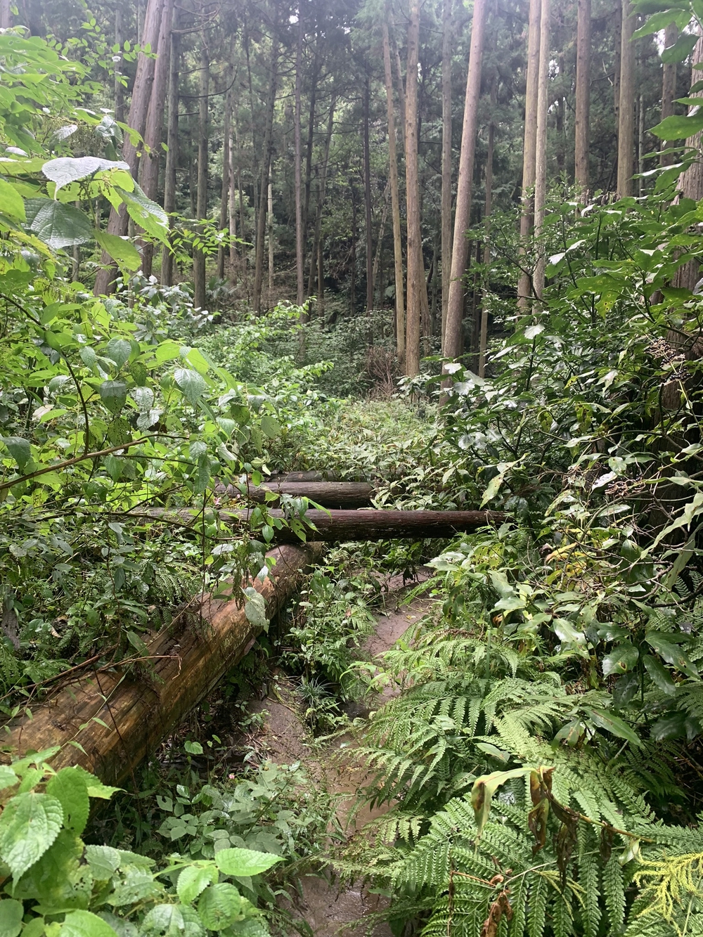 【トレイル】鎌倉トレイルマップ周回の写真14