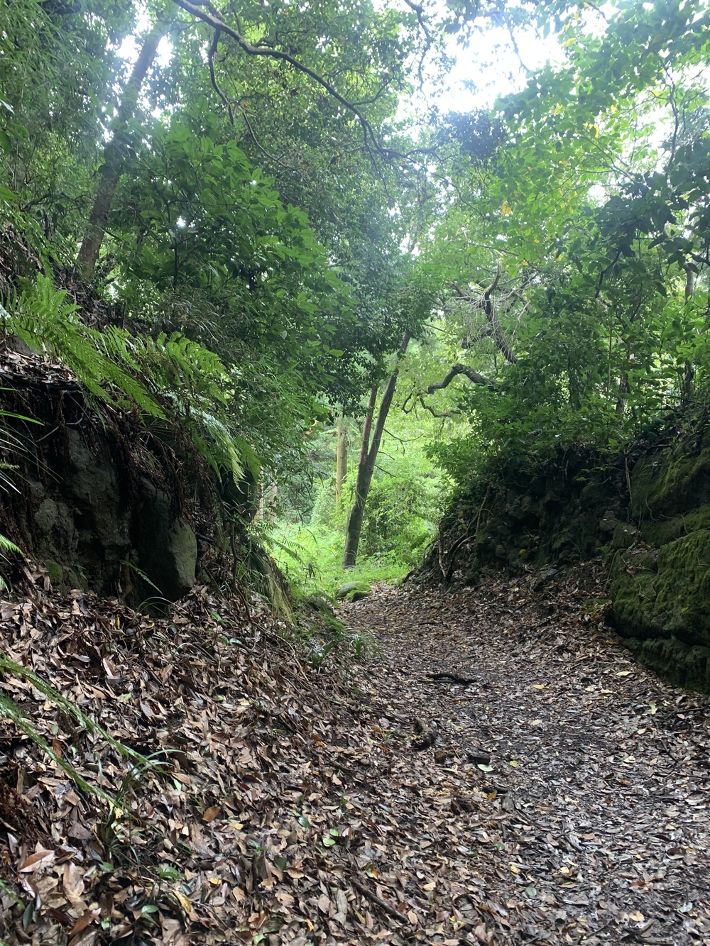 【トレイル】鎌倉トレイルマップ周回の写真19