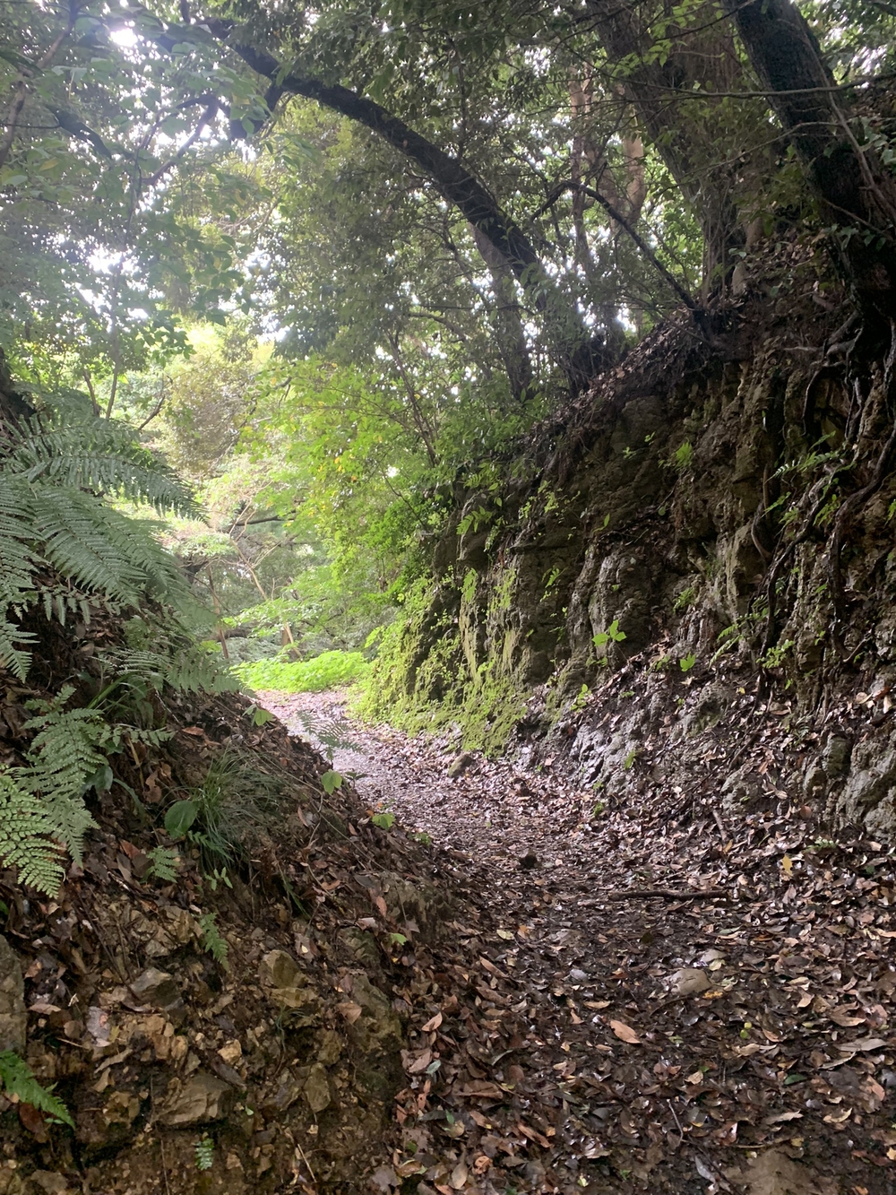 【トレイル】鎌倉トレイルマップ周回の写真20