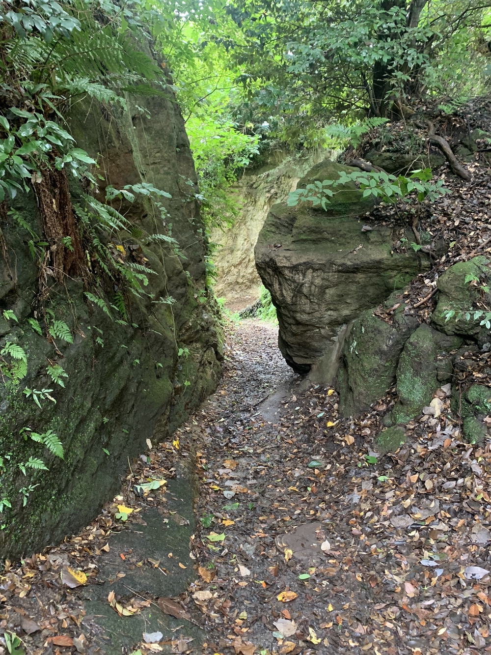 【トレイル】鎌倉トレイルマップ周回の写真21