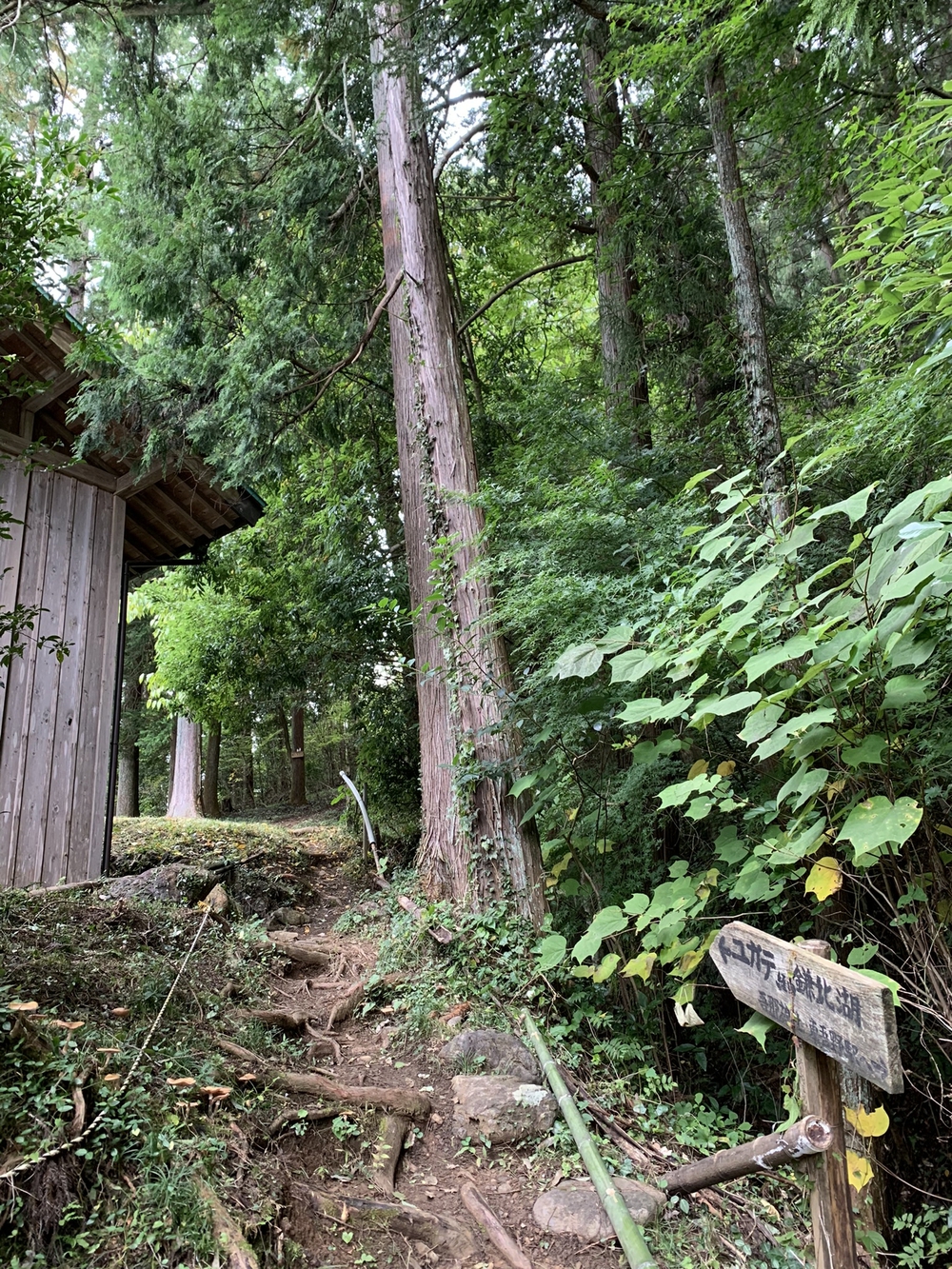 【トレイル】奥武蔵 顔振関八州不動三滝1wayの写真4