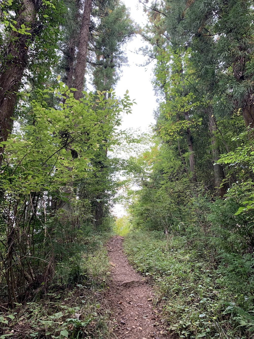 【トレイル】奥武蔵 顔振関八州不動三滝1wayの写真5