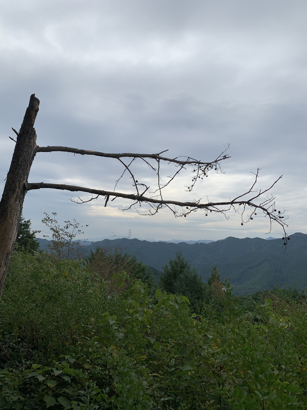 【トレイル】奥武蔵 顔振関八州不動三滝1wayの写真6