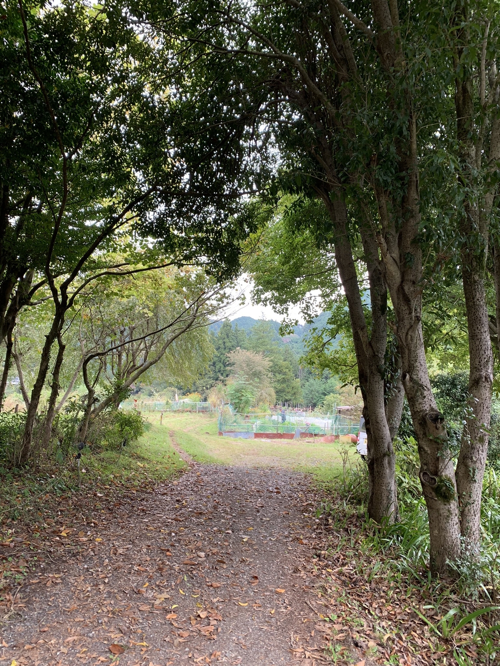 【トレイル】奥武蔵 顔振関八州不動三滝1wayの写真7