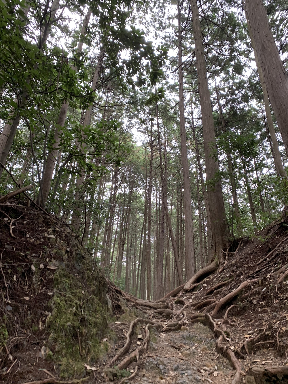 【トレイル】奥武蔵 顔振関八州不動三滝1wayの写真9